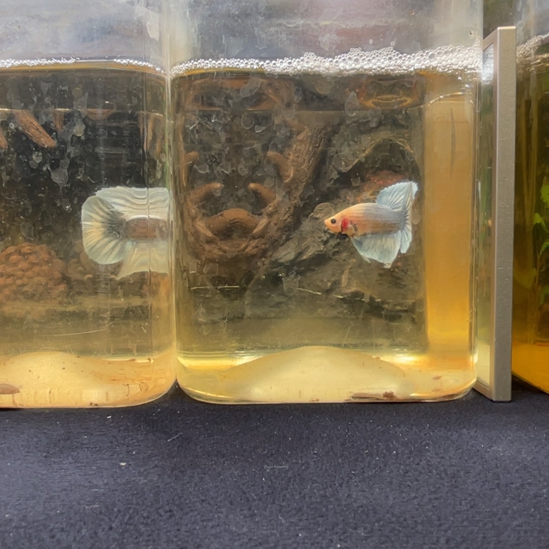 斗鱼十二月十九日竞价