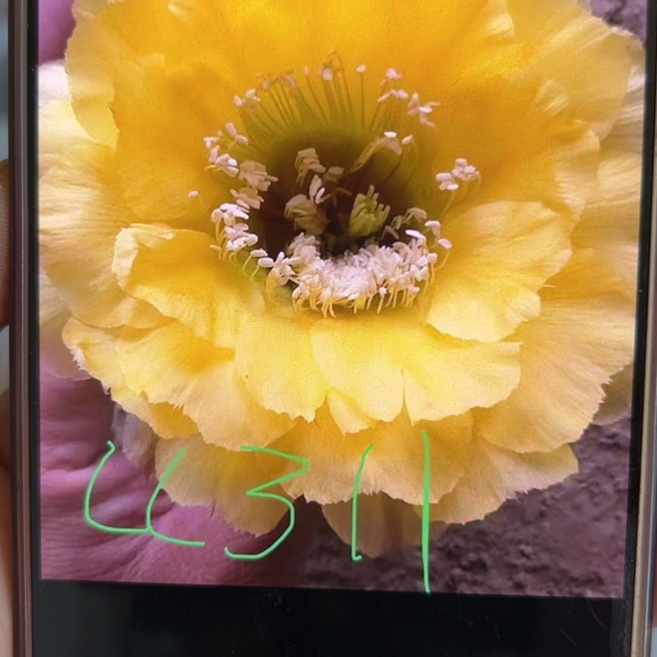 无花朵仙人球侧芽cc311