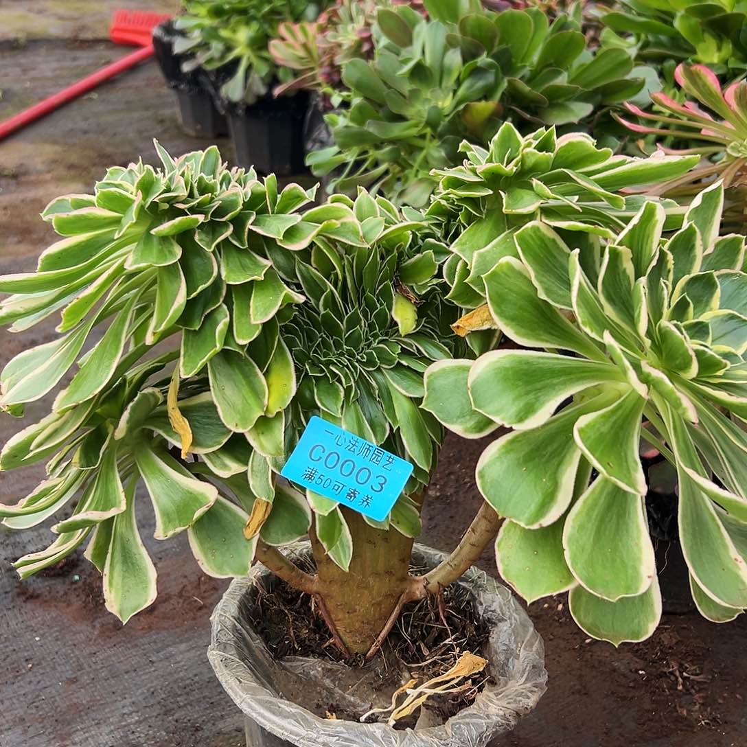 多肉植物0003绿玫瑰缀