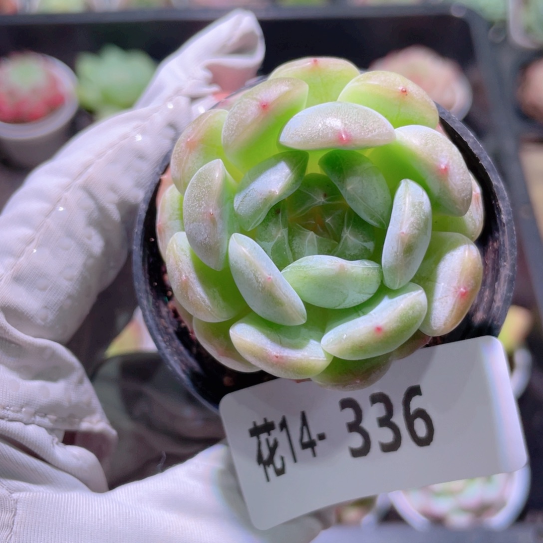花利美14-336白色恋人