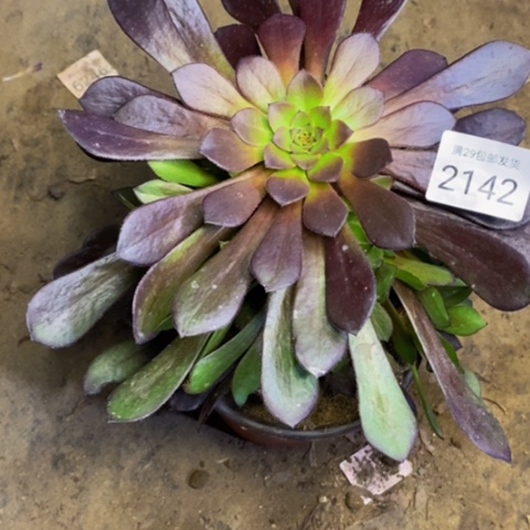 黑铜壶多肉植物2142