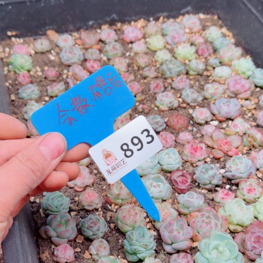 多肉植物多肉植物