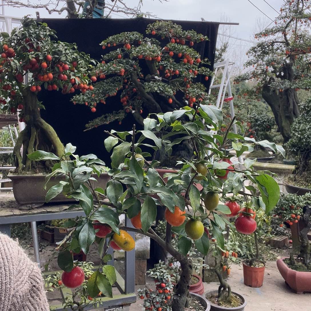 金弹子盆景喜欢的来