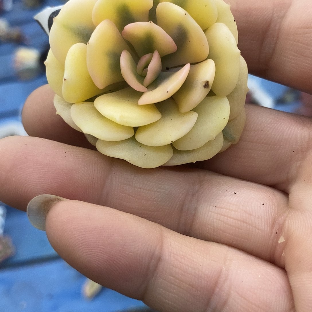 509雪精灵锦多肉植物哇啦塞