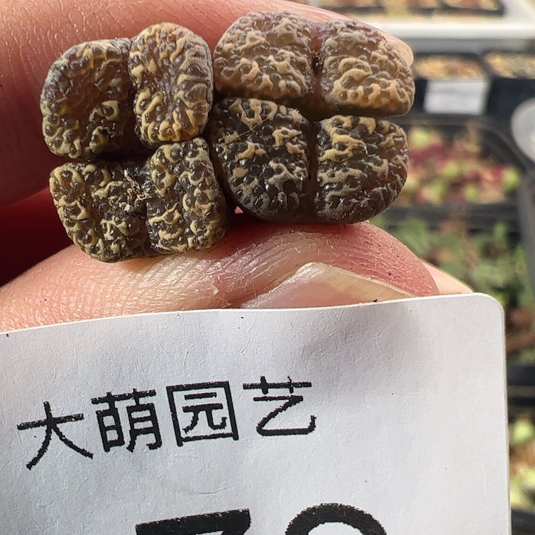 一物一拍。       270