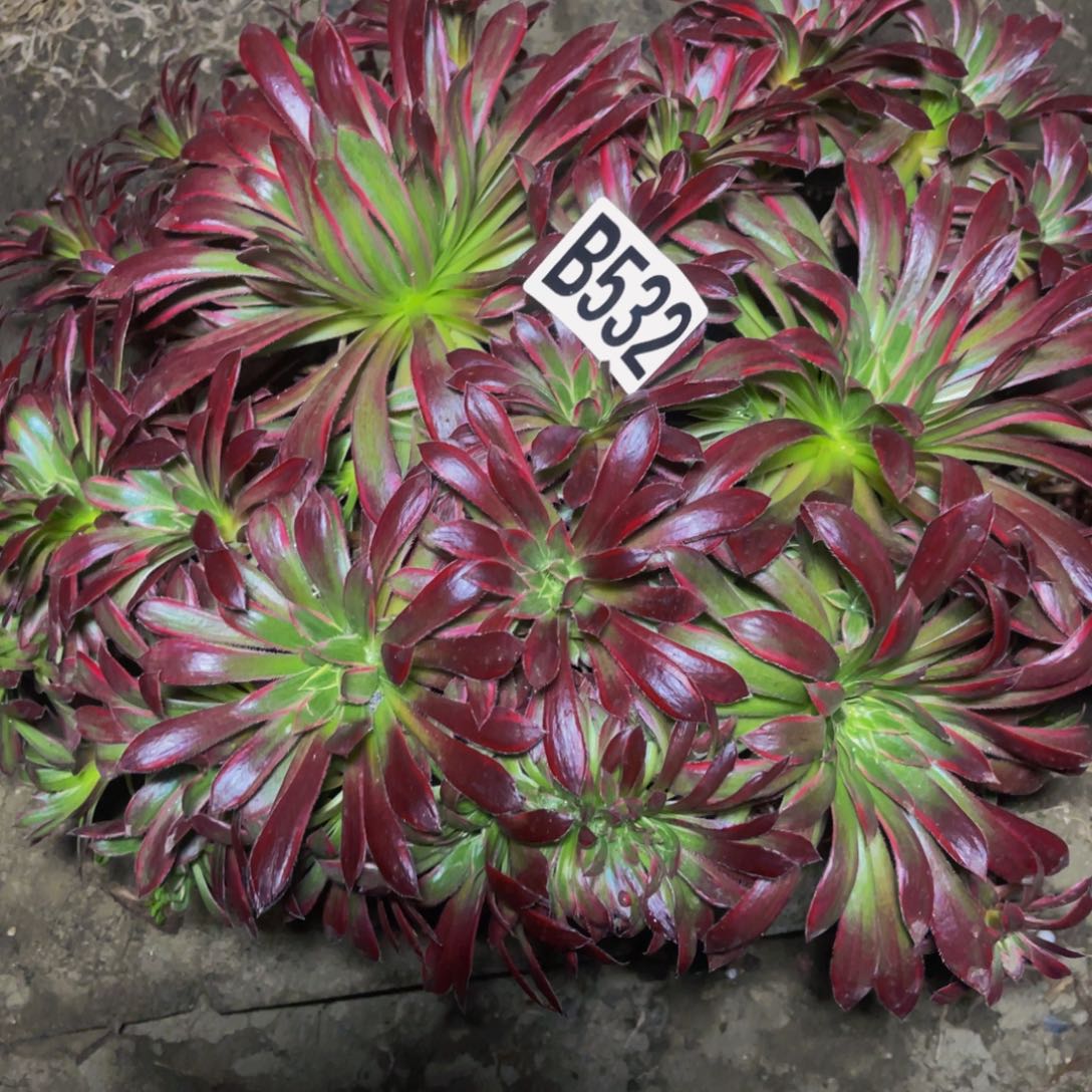 孔雀法师28/////44包邮