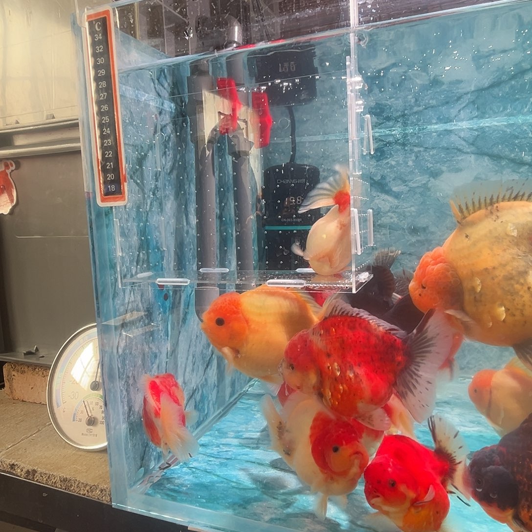 金鱼短尾将军泰狮