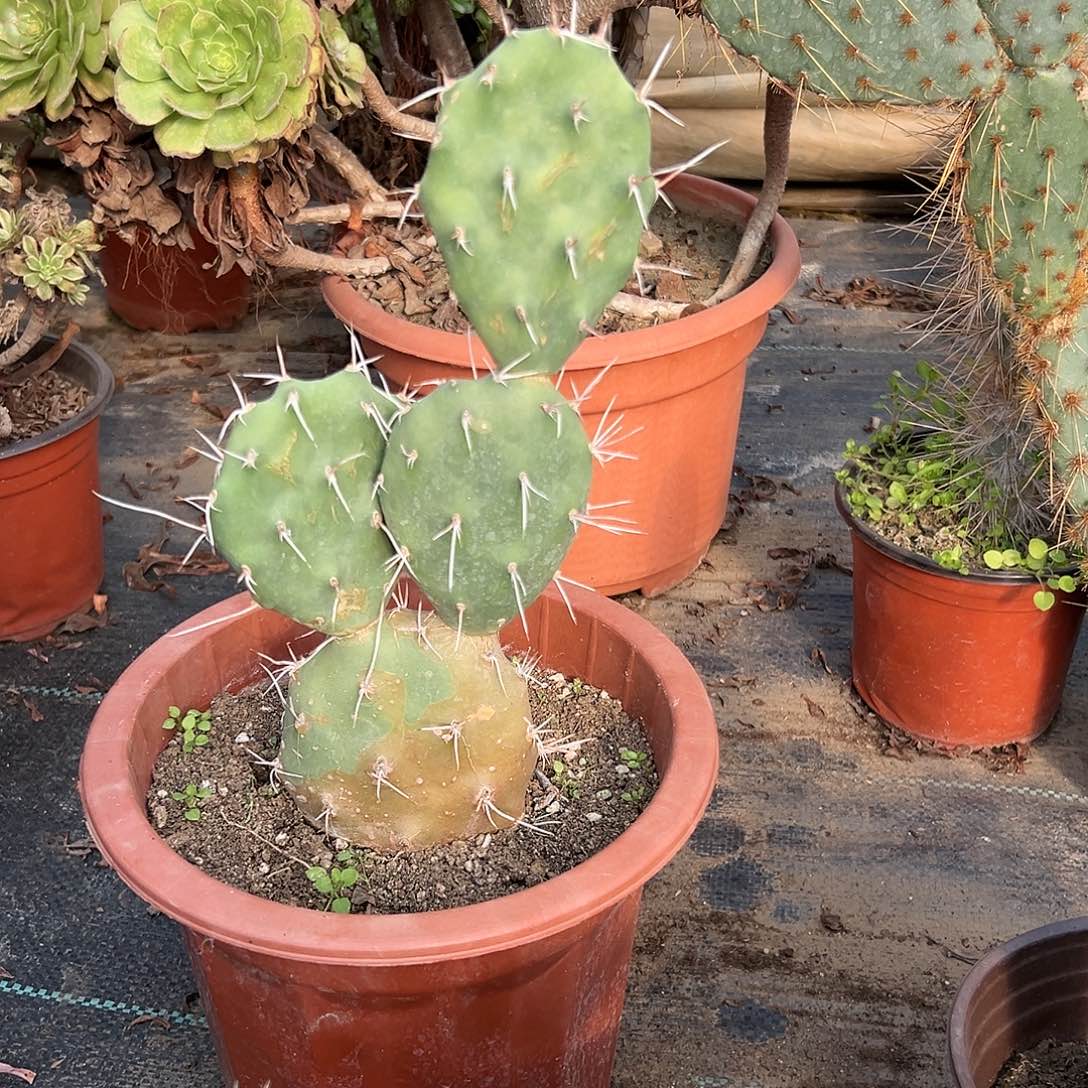 多肉植物曲刺硫磺