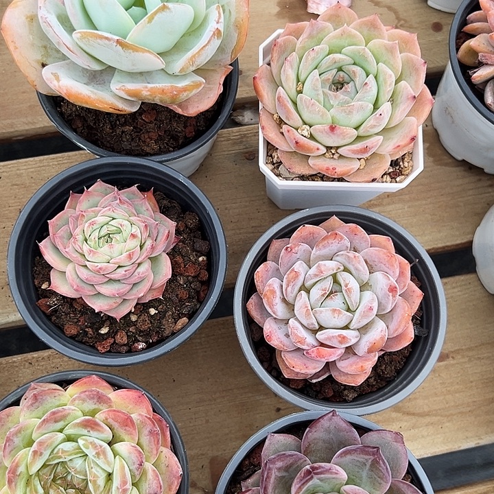 冉***燕六盆 单头   奶茶，纯爱，侧影，雪天使，冰魄，夜魔侠