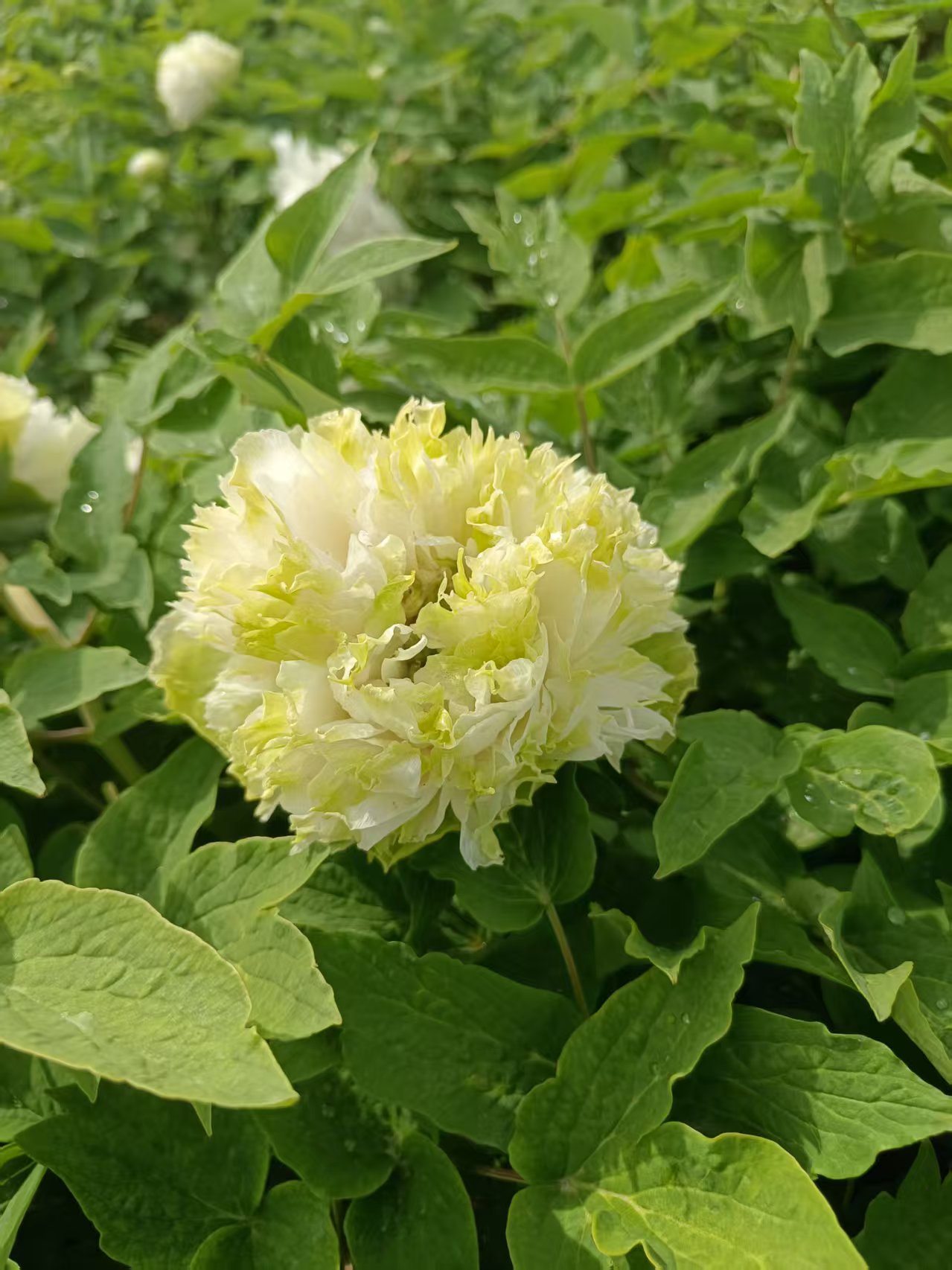 观赏牡丹【青绿长歌】基地直发