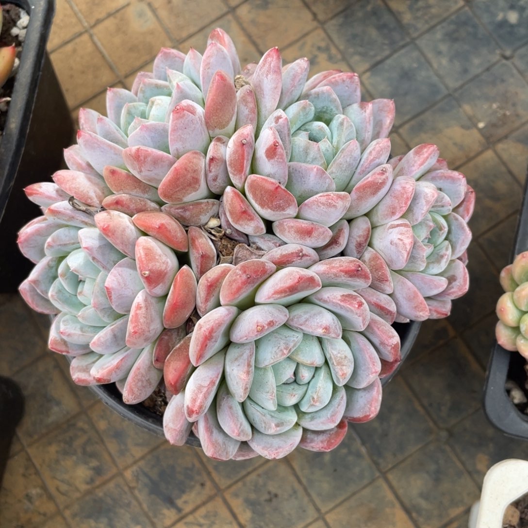 厚梦冠幅12 公分一物一拍