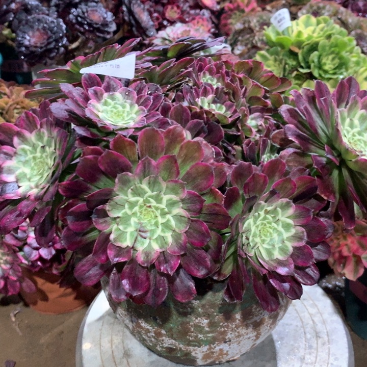 499水墨画多肉植物