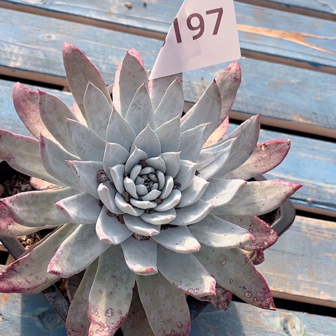 【闪购商品】苹果叶杂