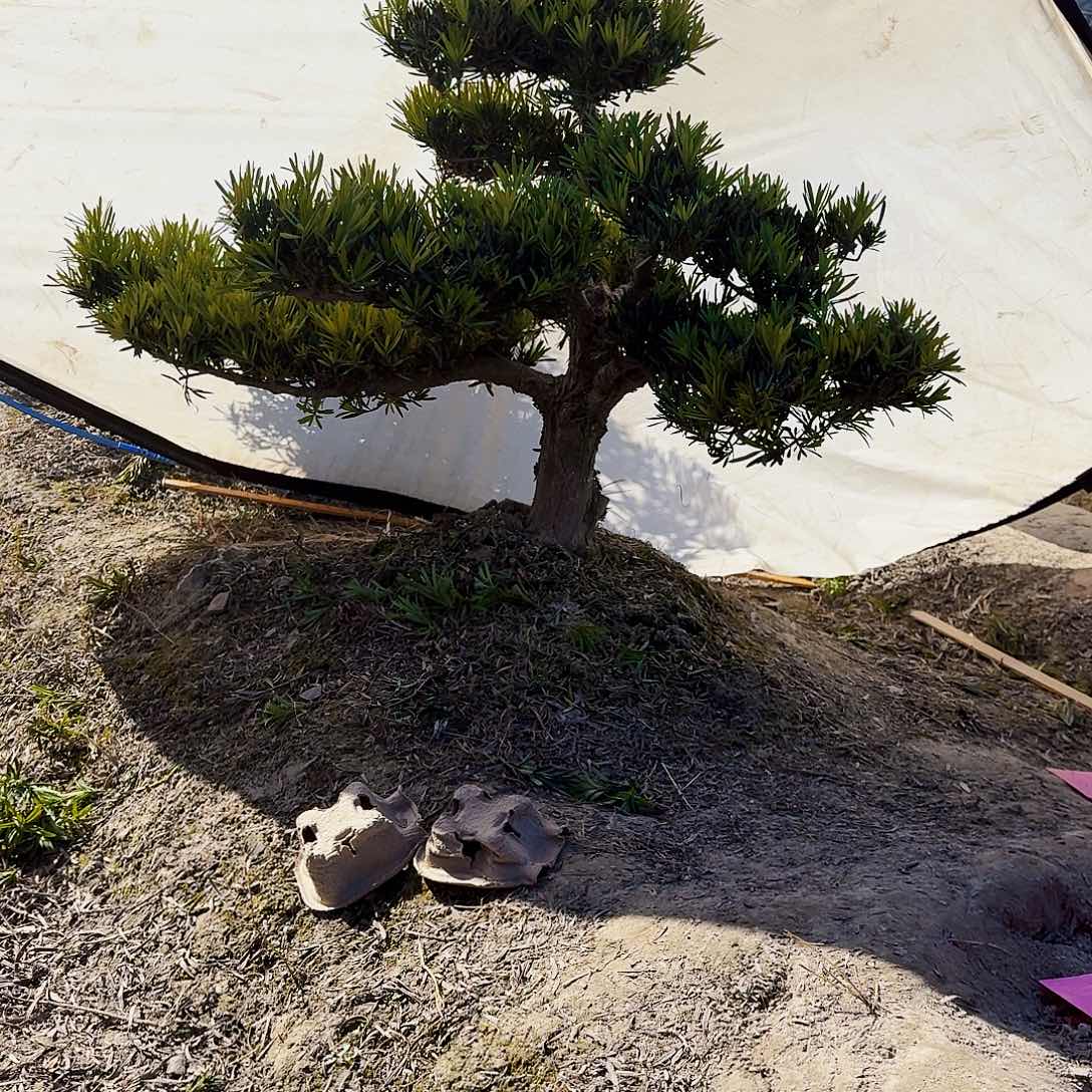 完全开放精品罗汉松无铝丝