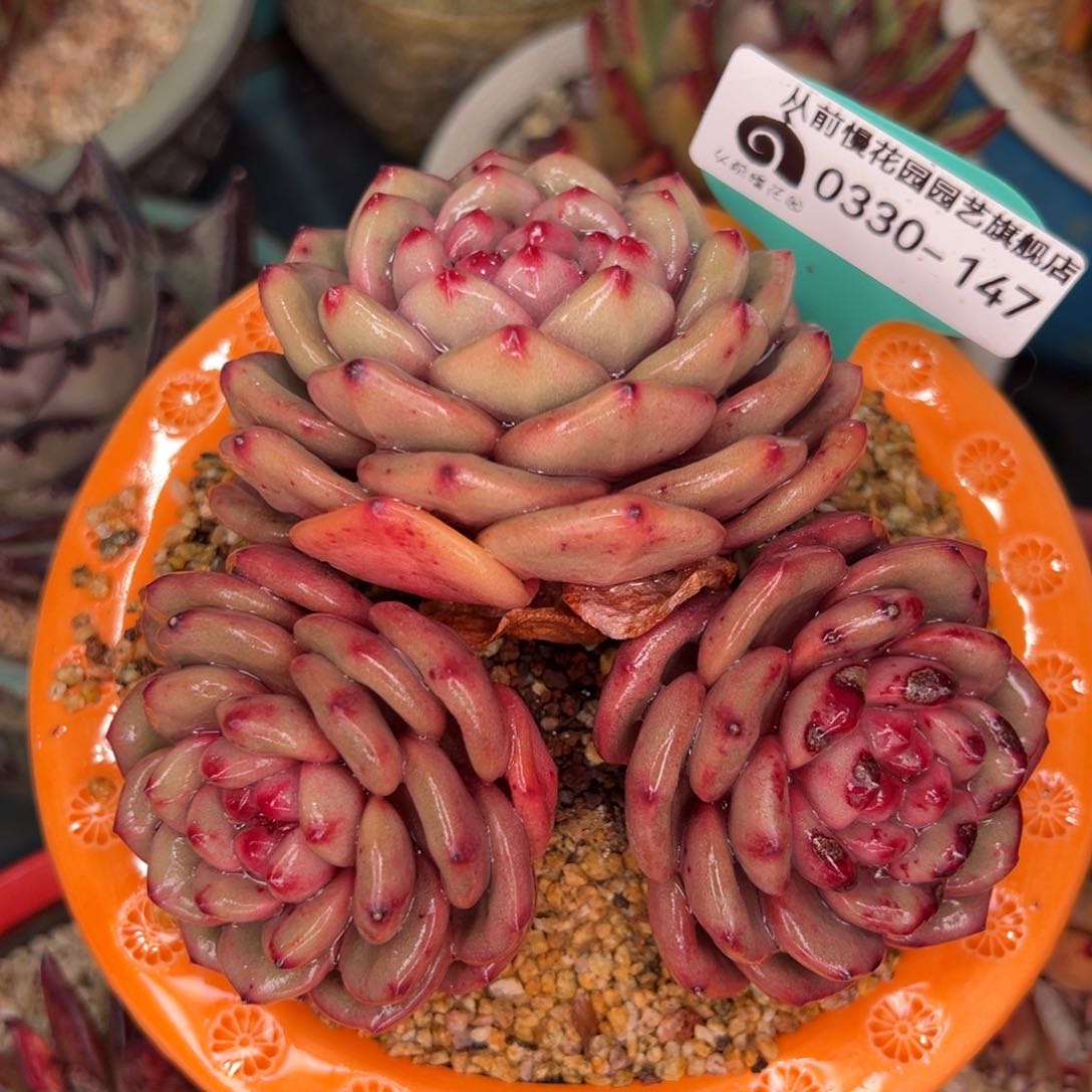 从前慢多肉精选编号0330.147