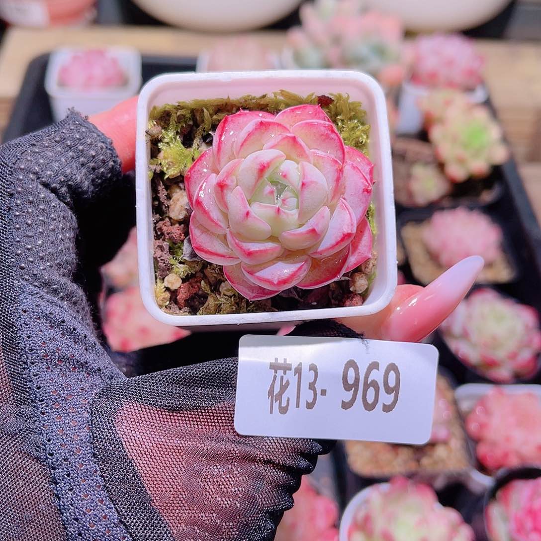 花利美13-969新品
