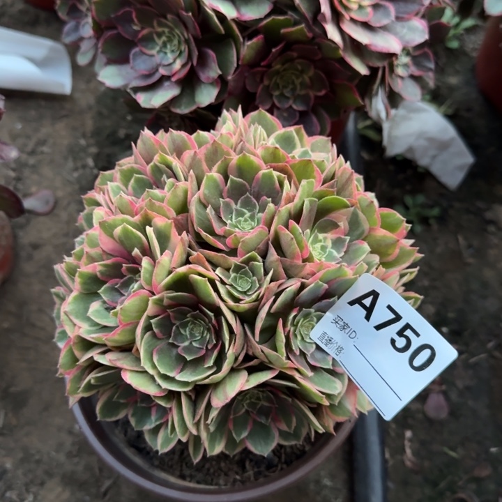 夜宴750法师多肉法师