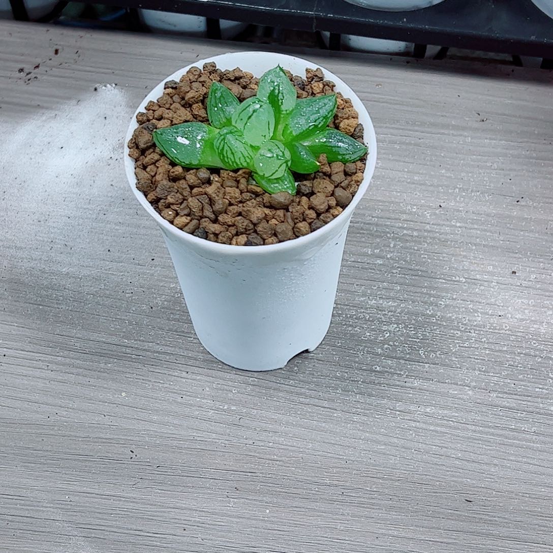 虞美人玉露一勿一拍