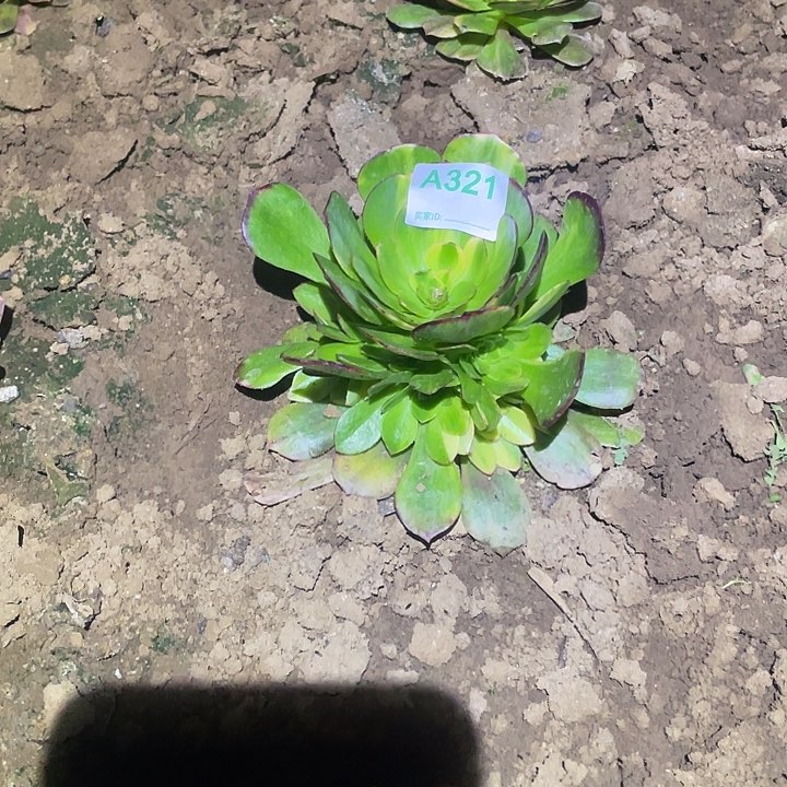 舒*多肉植物断枝不包321霓虹