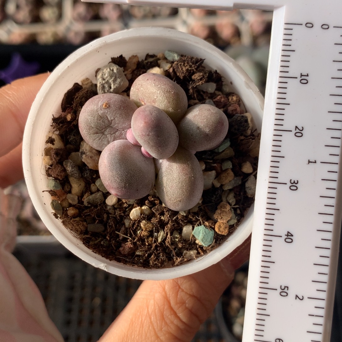 双头黄金鸡蛋大叶奶哦