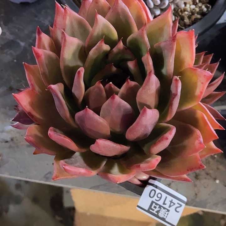 超弗24160多肉植物