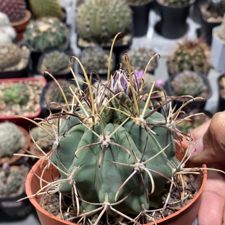 【闪购商品】黑罗莎