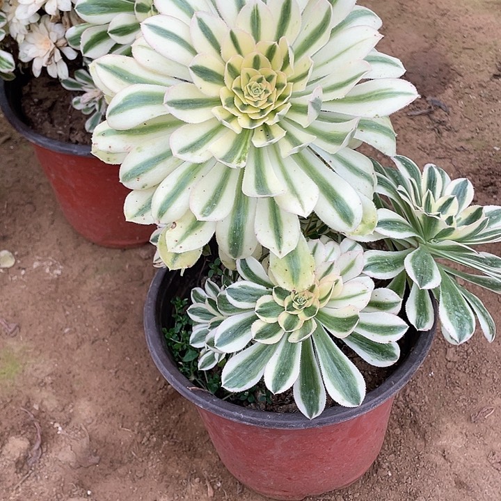 多肉多肉法师 806白兰地