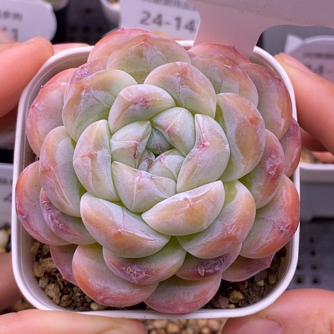 【闪购商品】24-148