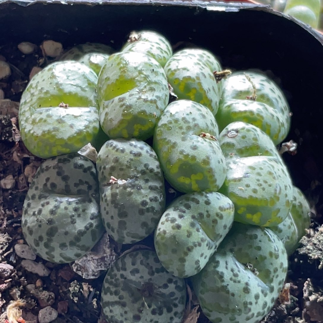 大群安贞一物一拍～4