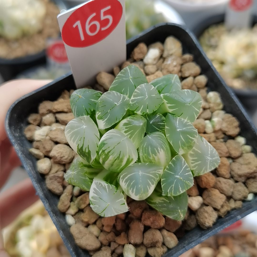 165号实生玉露锦一物一拍带盆土发货