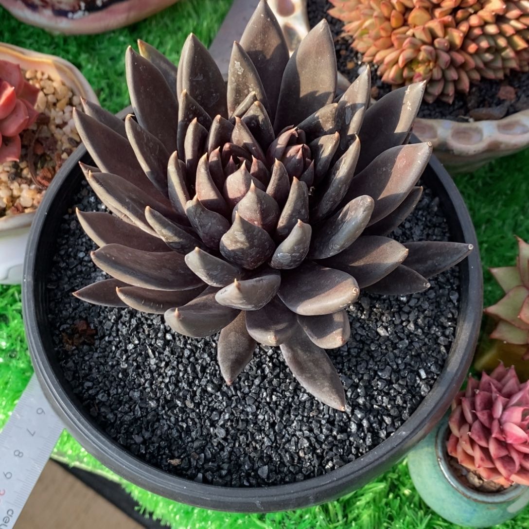 欢*এ欢喜黑骑士多肉植物