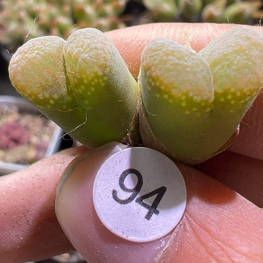 多肉植物1111111111111