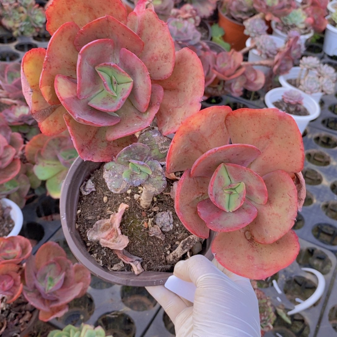 7781秀妍老桩一物一拍