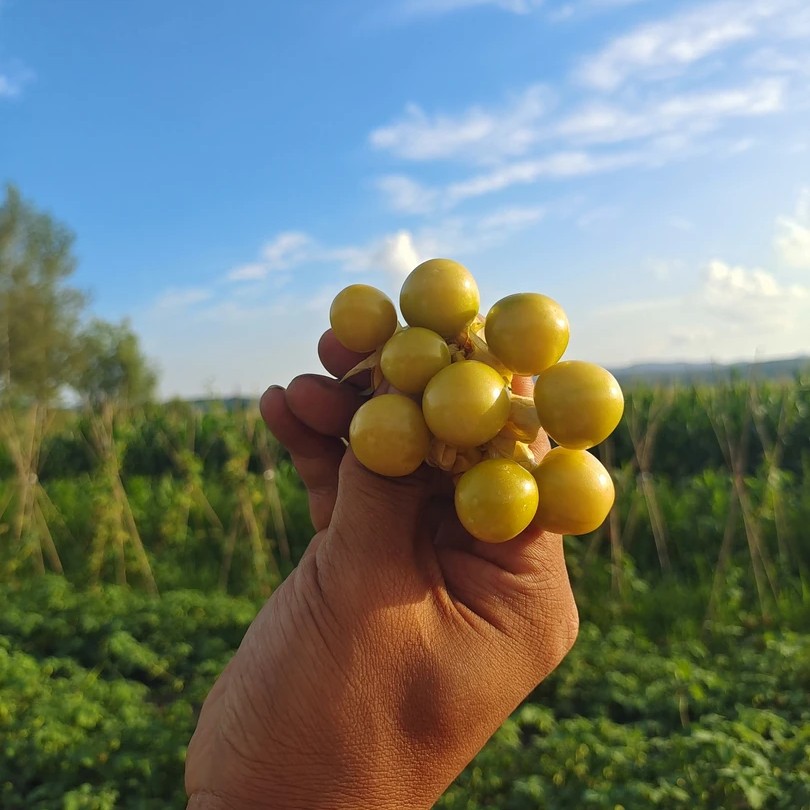 一宁家横头山镇小姑娘果2斤-4斤包邮