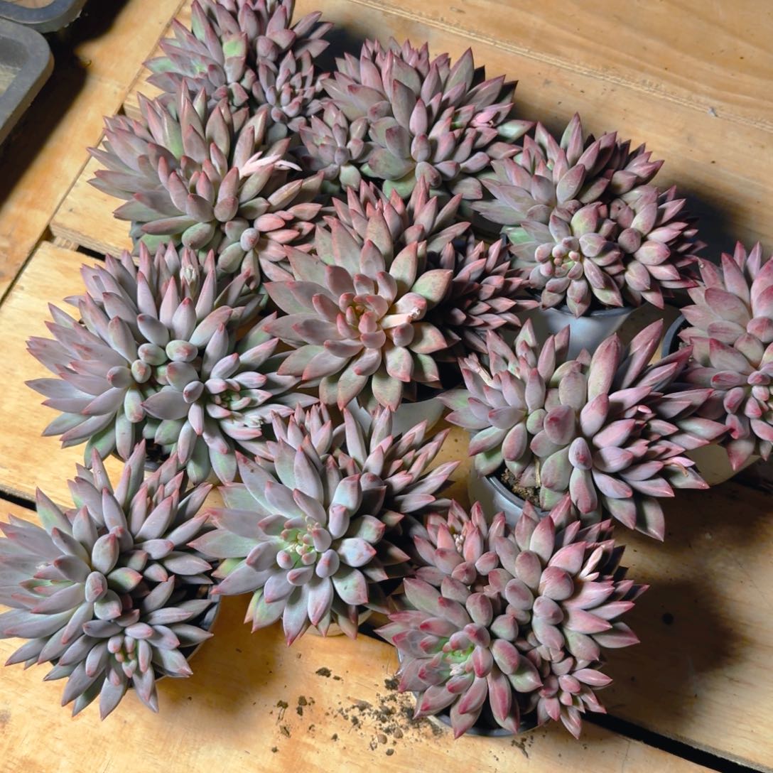 26378389228189191991919