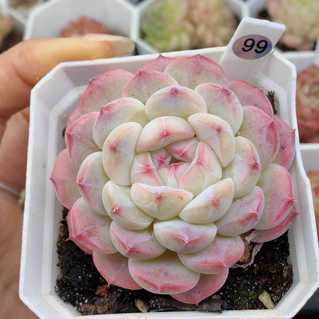 糖心58包邮  群生不包整99