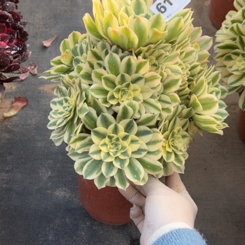 611迈巴赫手捧多肉