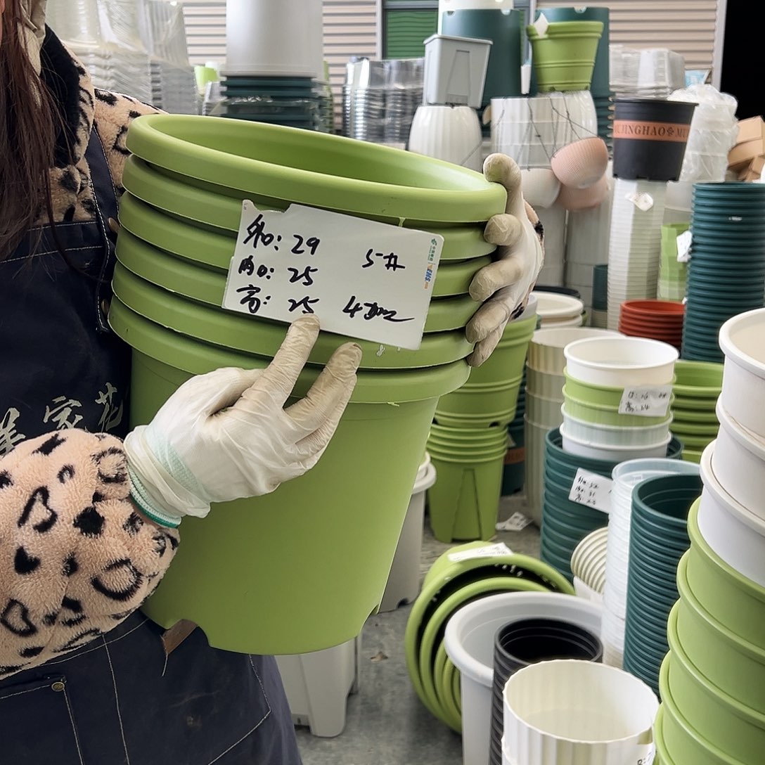 四季盆5#果绿6个无托