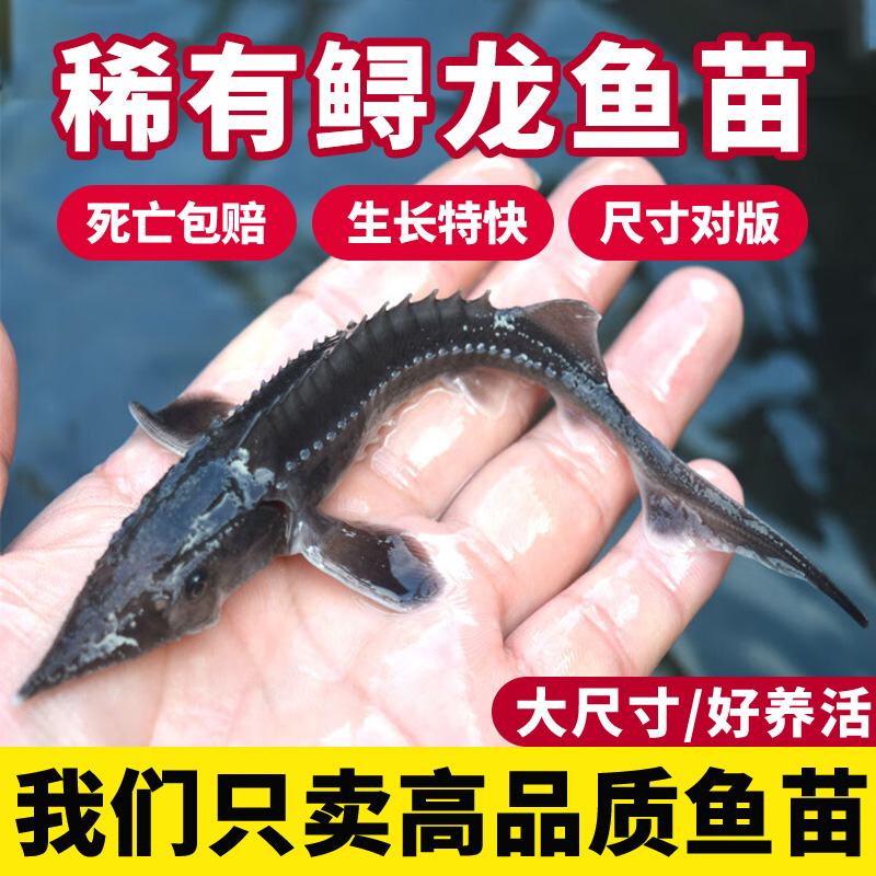 鲟龙鱼淡水养殖鱼缸鱼塘观赏鱼鱼苗批发