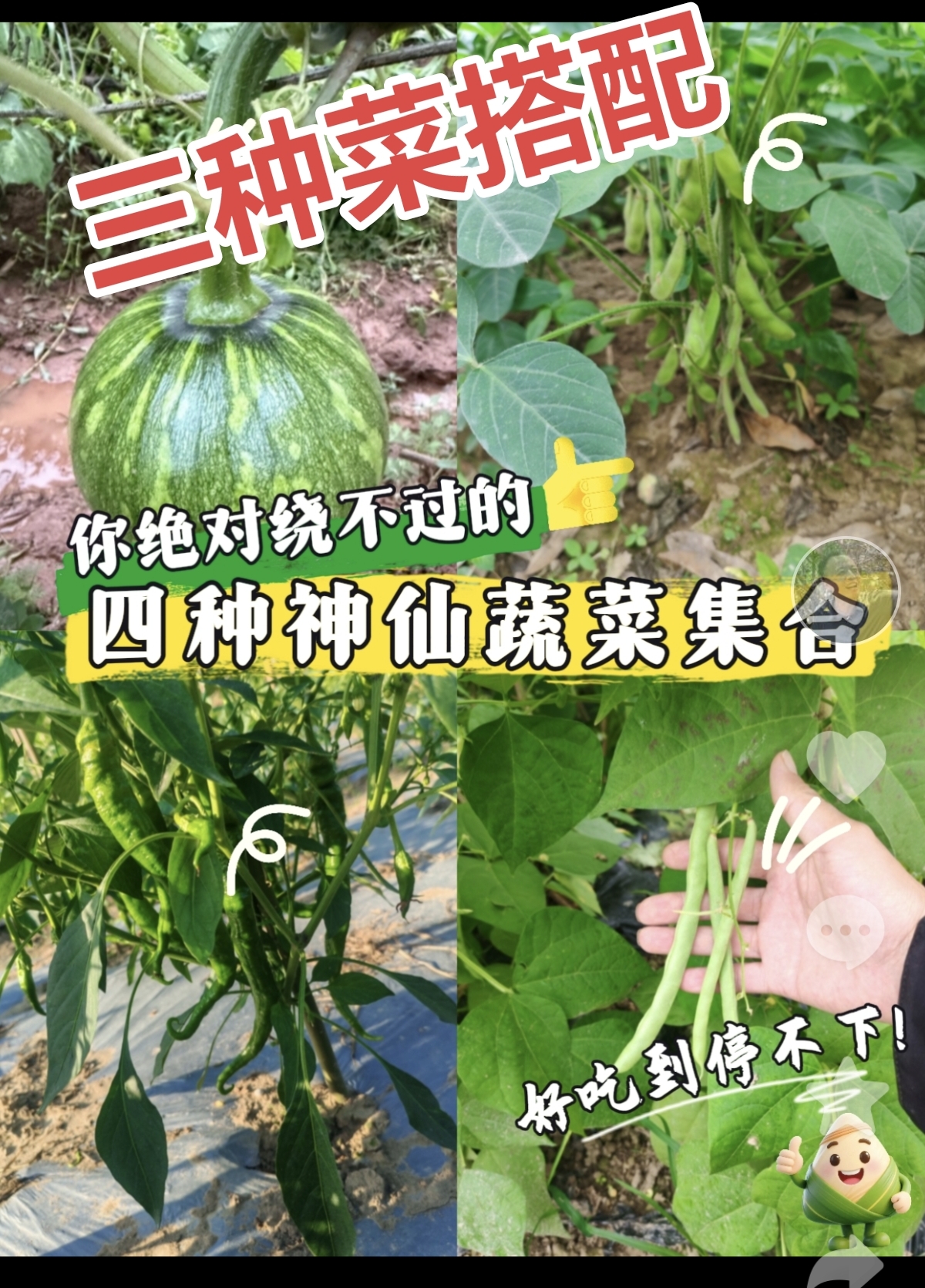 湖南大山里露天种植农家菜农家肥灌井水当季新鲜现摘茄子辣椒黄瓜