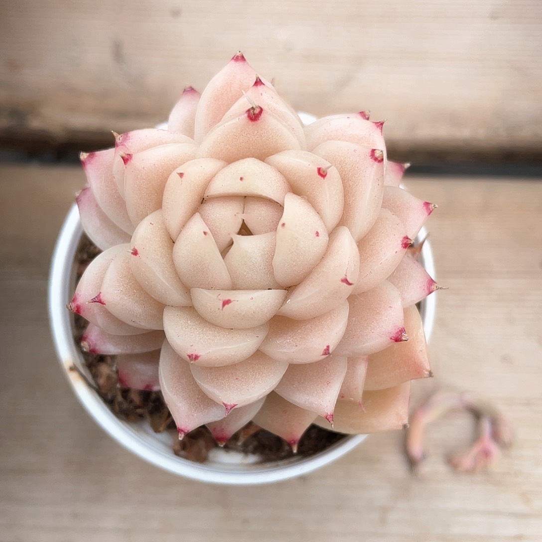 优选麦秆福利1088