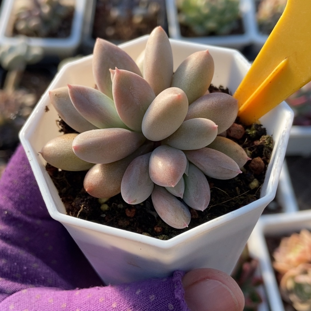 574哥特多肉植物多肉