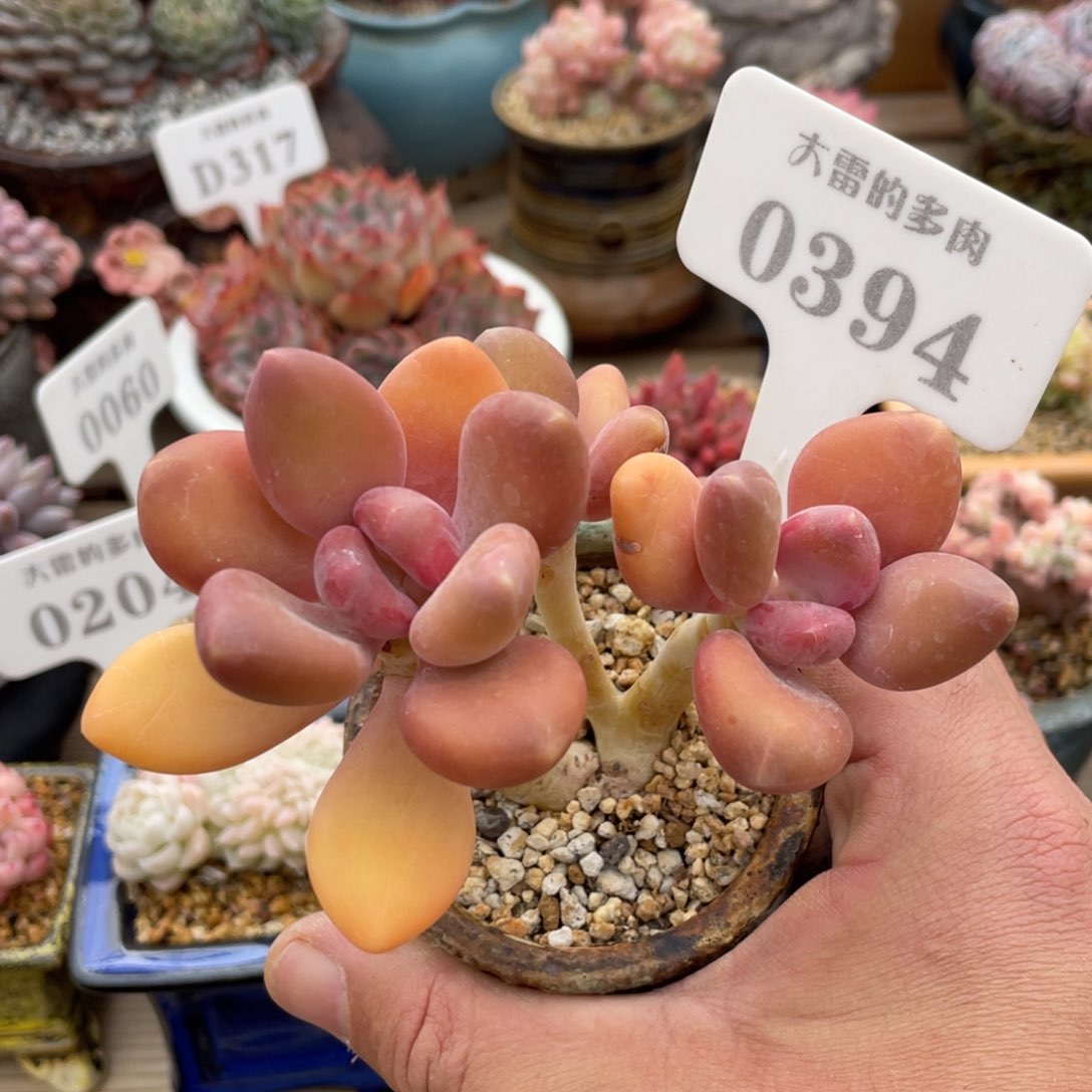 0394金蝉不带盆9厘米