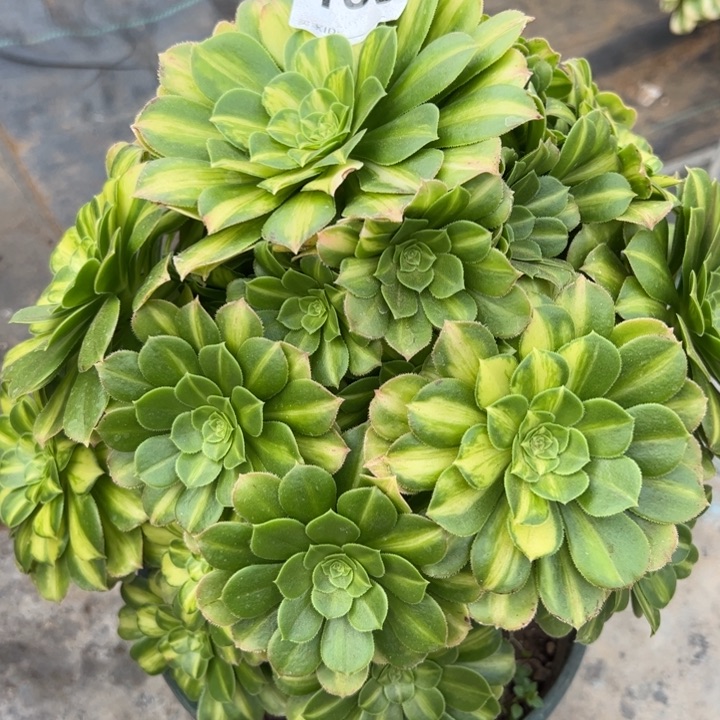 169翡翠琉璃多肉25厘米左右