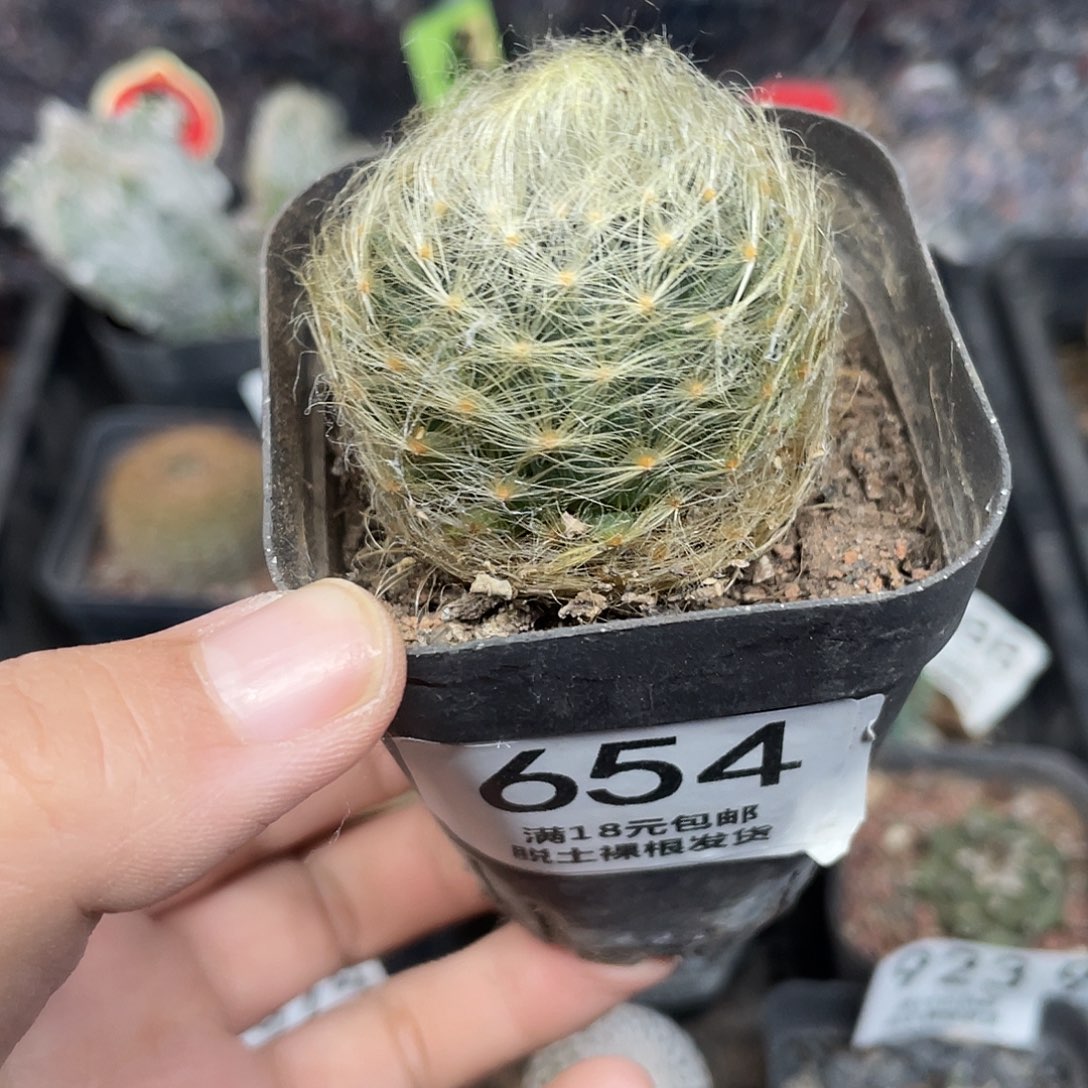 654舞星仙人球植物