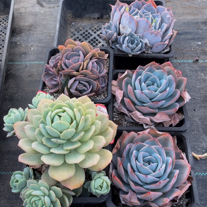 梦**分露西娜尘埃玫瑰布鲁蓝恋曲