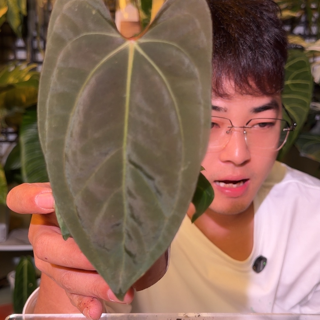 完全开放F206rl杂黑凤凰