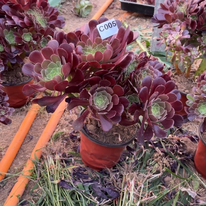 归*欧紫缀多肉植物不包损005