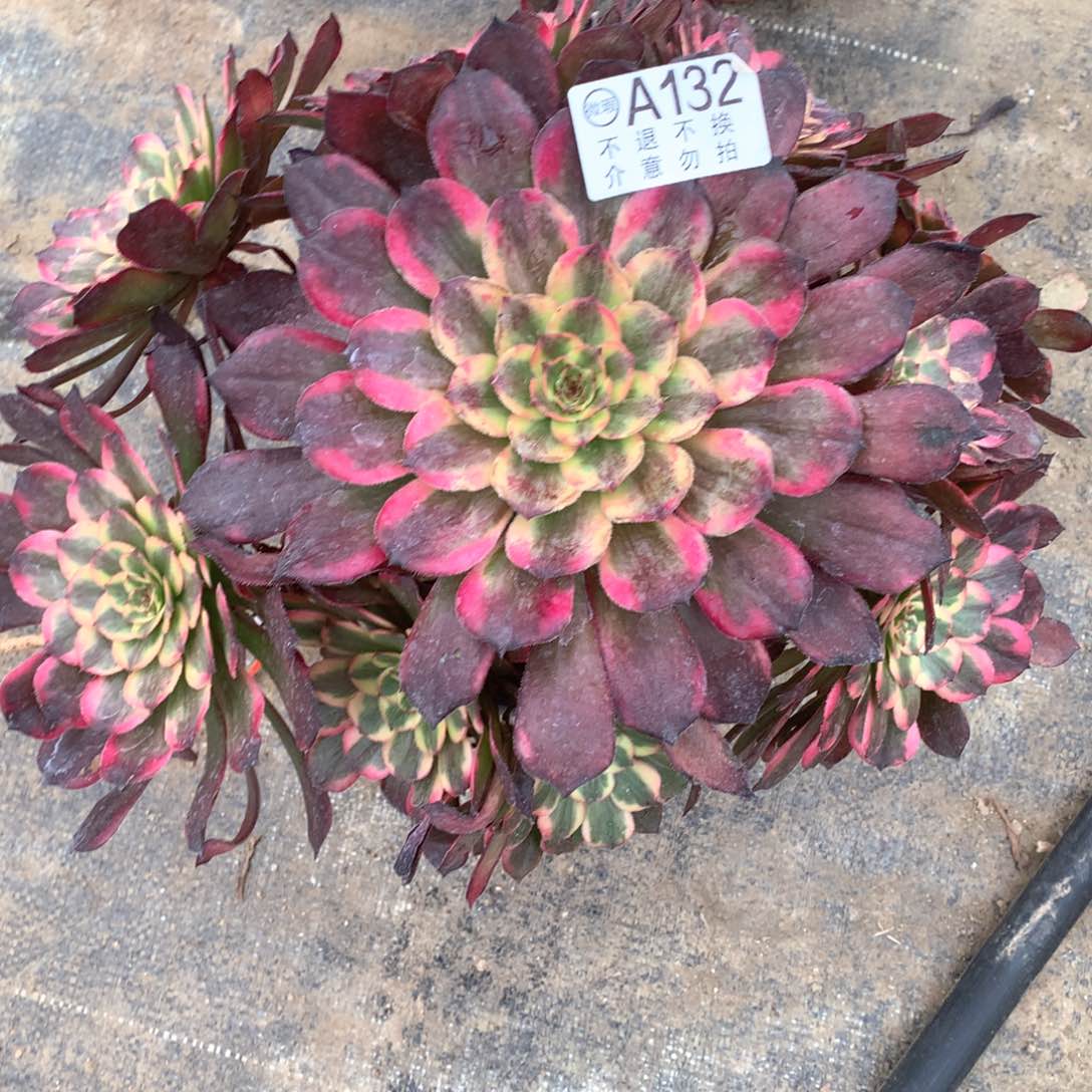 用****7多肉植物烟花132