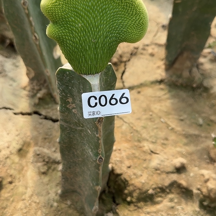 ?****?嫁接青蛇缀化066